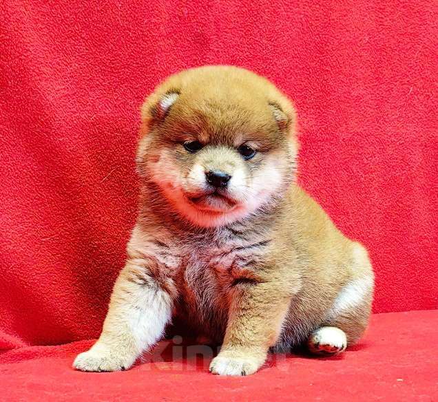 Собаки в Москве: Сиба ину. Девочка. Девочка, 70 000 руб. - фото 5