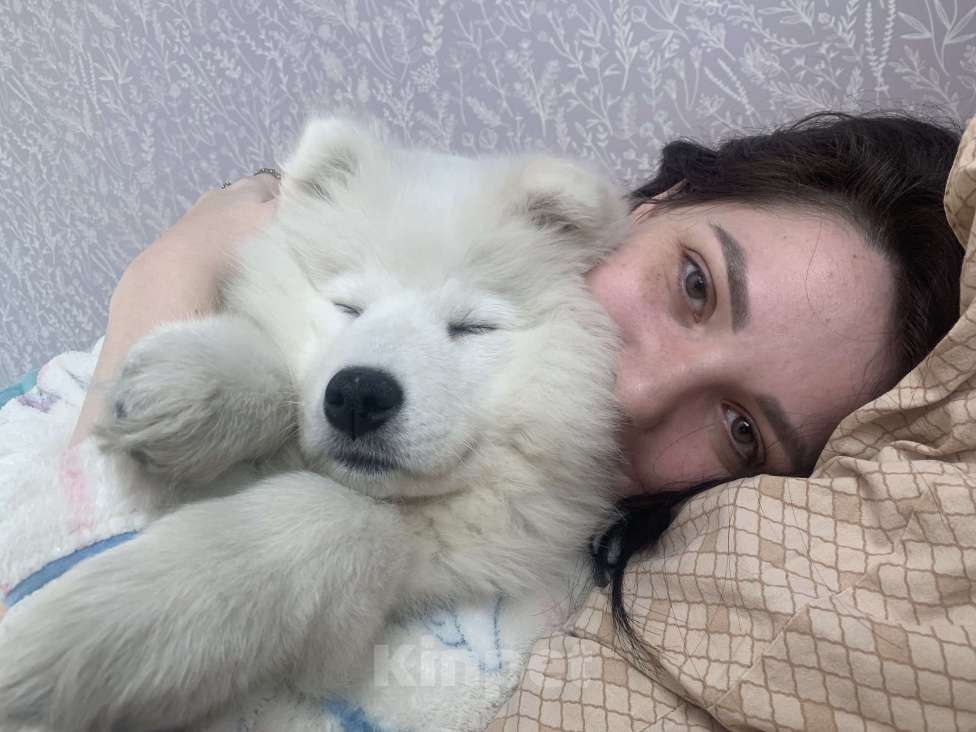 Собаки в Новосибирске: Продам малышку самоедку Девочка, 20 000 руб. - фото 5