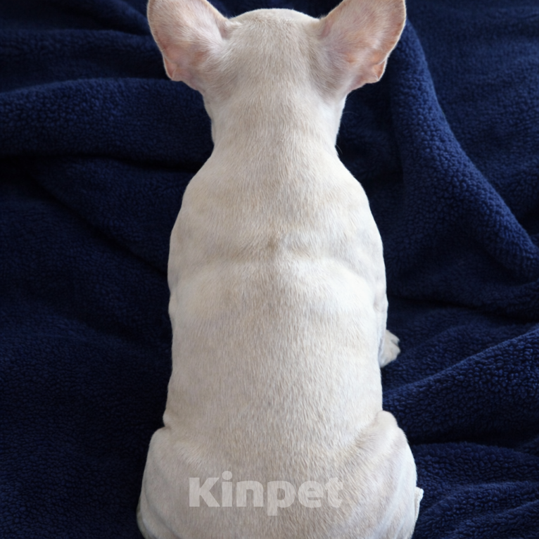 Собаки в Москве: Французский бульдог щенок  девочка платина Девочка, Бесплатно - фото 8