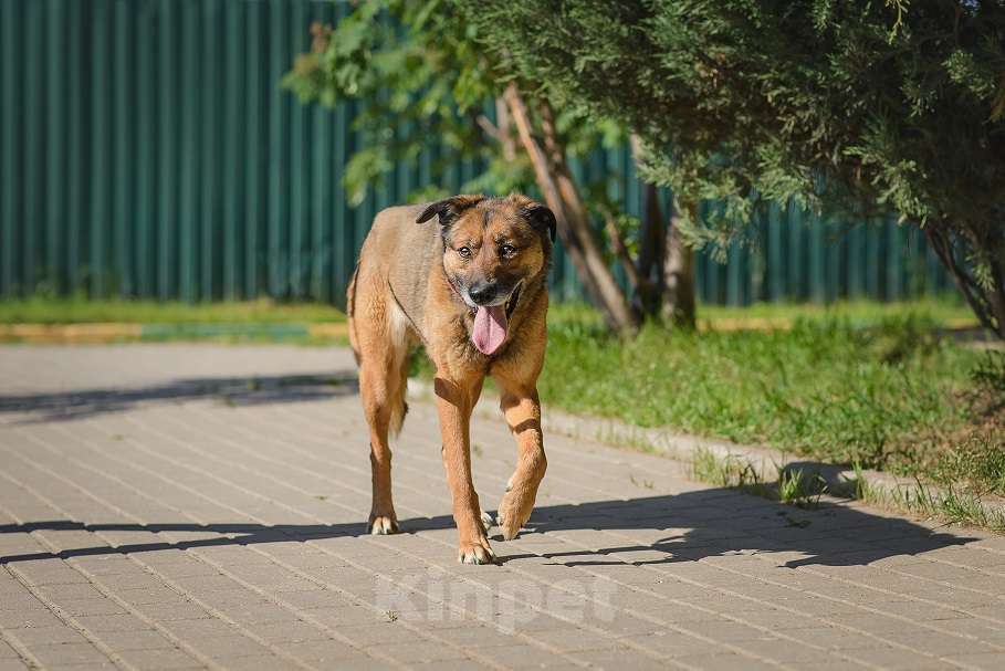 Собаки в Москве: Верта Девочка, Бесплатно - фото 9
