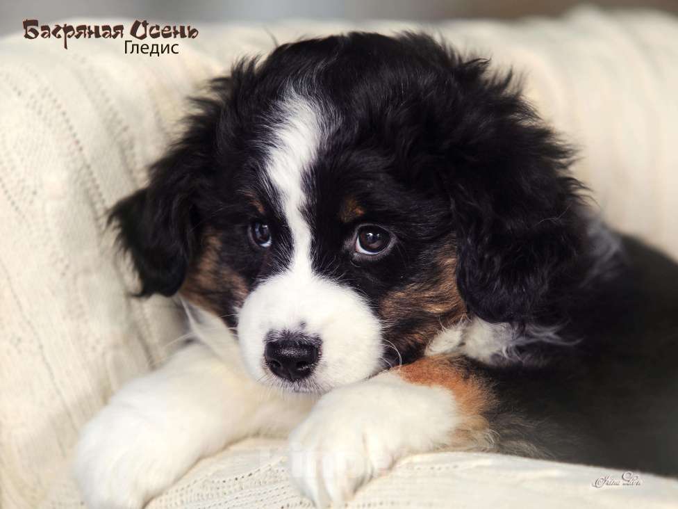 Собаки в других городах Московской области: Продается девочка миниаусси Девочка, 60 000 руб. - фото 9