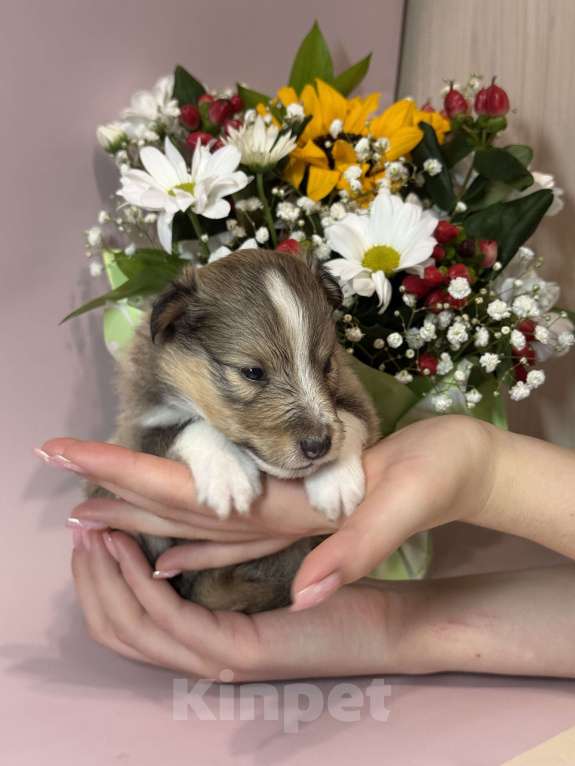 Собаки в Ярославле: Щенки Шелти Мальчик, 77 000 руб. - фото 7