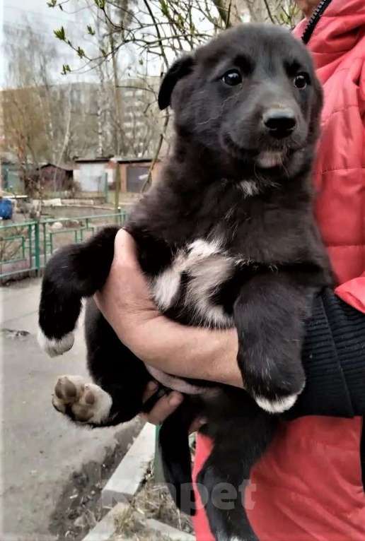 Собаки в Старом Купавне: Славная девочка (щенок) хорошему хозяину Девочка, Бесплатно - фото 2