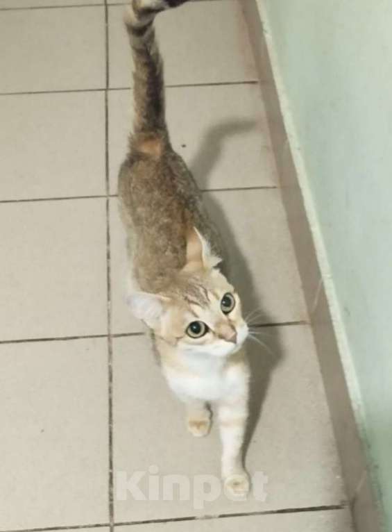 Кошки в Москве: Молодая изящная Кася, кошка в добрые руки. Девочка, Бесплатно - фото 5