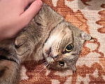 Кошки в других городах Воронежской области: Я не прошу многого, просто дайте мне дом, где меня будут ждать Девочка, Бесплатно - фото 3