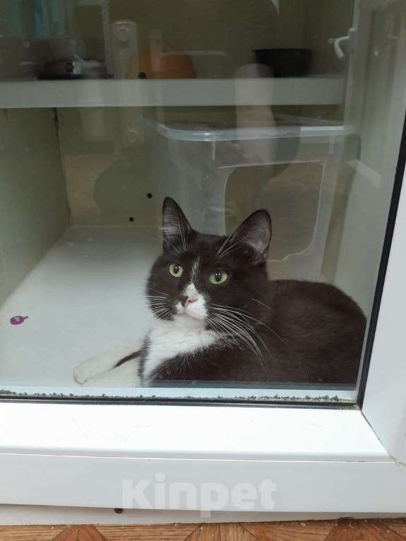 Кошки в Москве: Пончик ищет дом Мальчик, Бесплатно - фото 4