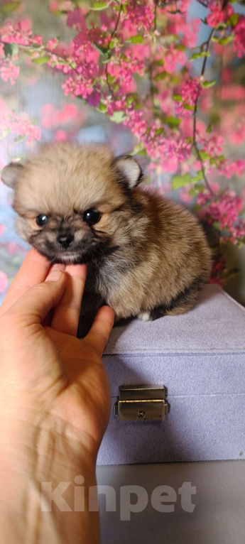 Собаки в Москве: Миниатюрная красотка Девочка, 30 000 руб. - фото 4