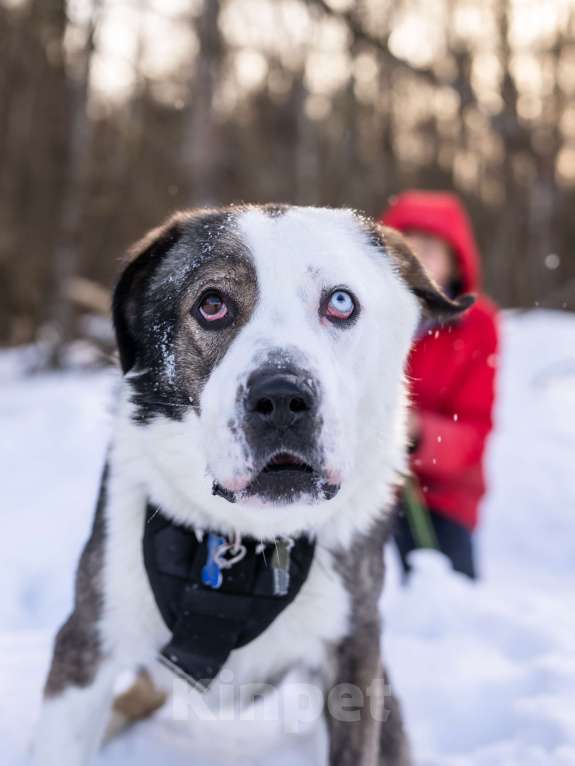 Собаки в Москве: Красавчик и добряк в поисках дома Мальчик, Бесплатно - фото 8