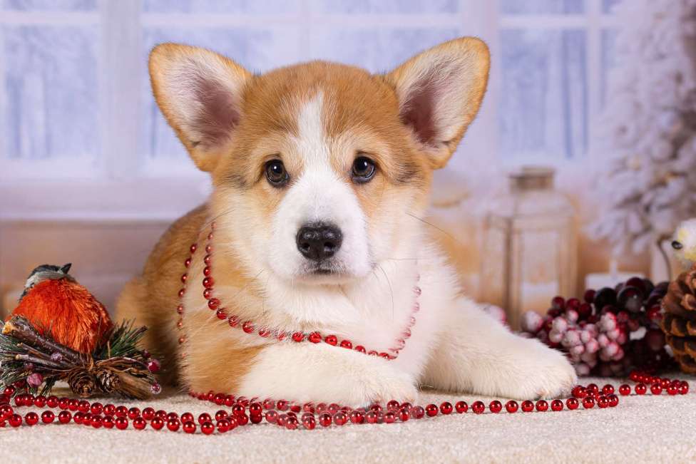 Собаки в Москве: Вита Приора Матяш к/х Мальчик, 80 000 руб. - фото 1