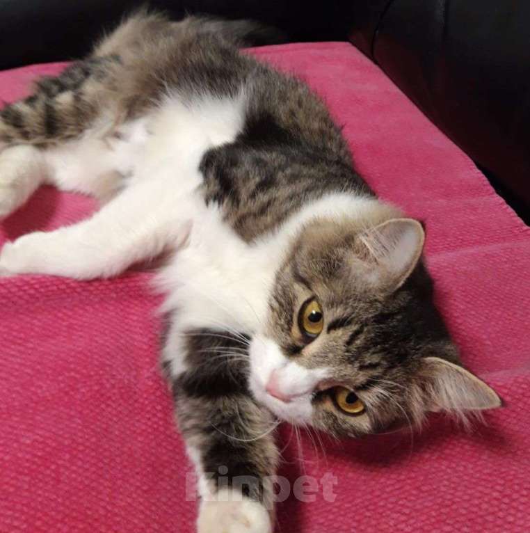 Кошки в Москве: Пушистую Марусю выпускают на улицу, где ее чуть не отравили 🆘️ Срочный поиск дома Девочка, Бесплатно - фото 2