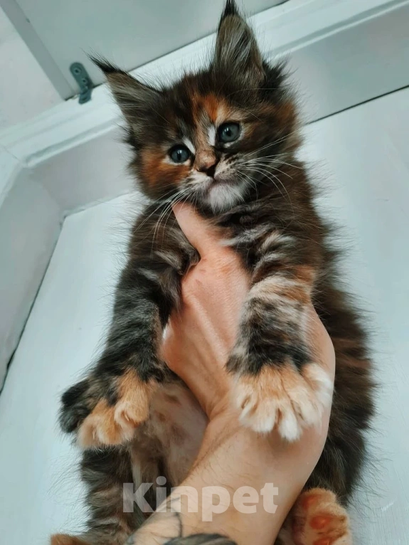 Кошки в Москве: Калипсо Девочка, 40 000 руб. - фото 2