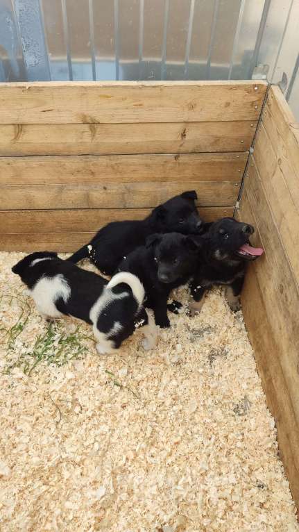 Собаки в Санкт-Петербурге: Отдам щенка бесплатно Мальчик, Бесплатно - фото 4