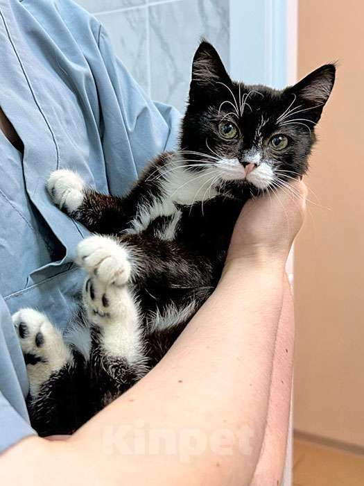 Кошки в Санкт-Петербурге: Ласковый котёнок Муся ищет дом Девочка, 10 руб. - фото 5