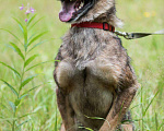 Собаки в Всеволожске: Метис Лайки, Бесплатно - фото 3