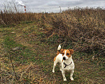 Собаки в Петрозаводске: Кабель для вязки, 8 000 руб. - фото 2