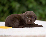 Собаки в Москве: Шоколадный щенок лабрадор, мальчик девочка, РКФ Мальчик, 60 000 руб. - фото 6