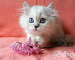 Кошки в Ливны: Шотландский котенок москва, 35 000 руб. - фото 1