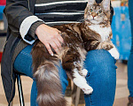 Кошки в Калаче-На-Доне: кошки мейн кун, 6 000 руб. - фото 2