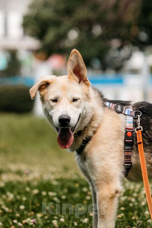 Собаки в Москве: Спокойный пес из приюта в дар Мальчик, Бесплатно - фото 4