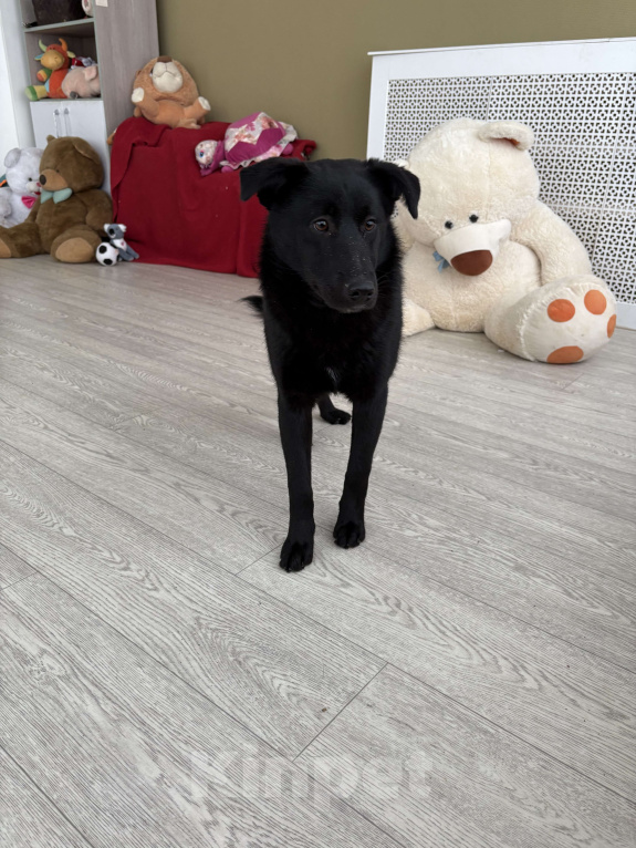 Собаки в Москве: Скромная прилежная Норла ищет семью Девочка, Бесплатно - фото 8