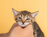 Кошки в Москве: Котята от сибирской мамы — 1,5 месяца в добрые руки Мальчик, Бесплатно - фото 3