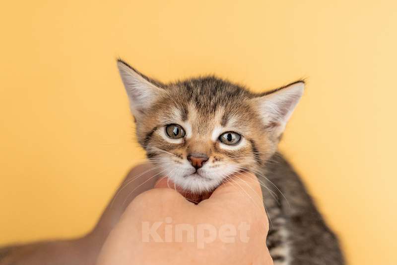 Кошки в Москве: Котята от сибирской мамы — 1,5 месяца в добрые руки Мальчик, Бесплатно - фото 3