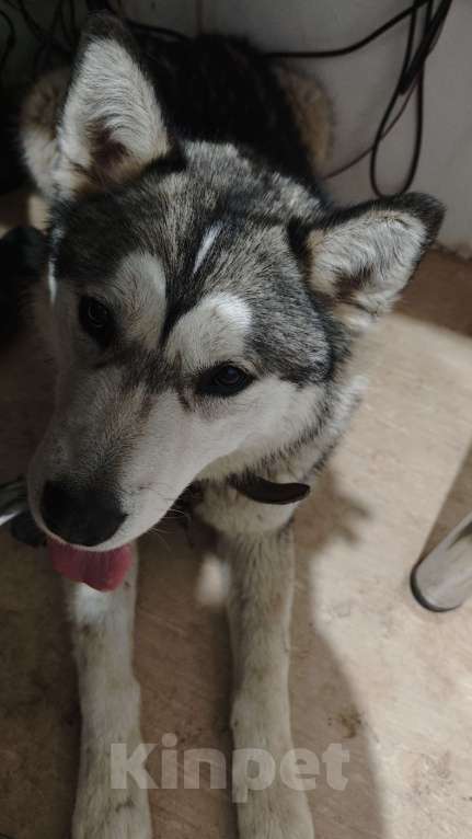 Собаки в других городах Московской области: Найден хаски Мальчик, Бесплатно - фото 6