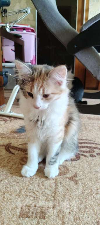 Кошки в других городах Воронежской области: Отдадим в хорошие руки Девочка, Бесплатно - фото 2