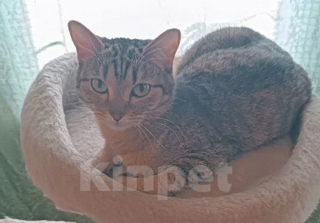 Кошки в Новосибирске: Отдам кошечку в добрые руки Девочка, Бесплатно - фото 3