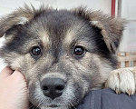 Собаки в Москве: Очаровательный маленький щенок-девочка Варя в добрые руки Девочка, 10 руб. - фото 5