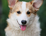 Собаки в Химках: Продаются щенки вельш корги пемброк Мальчик, 60 000 руб. - фото 1