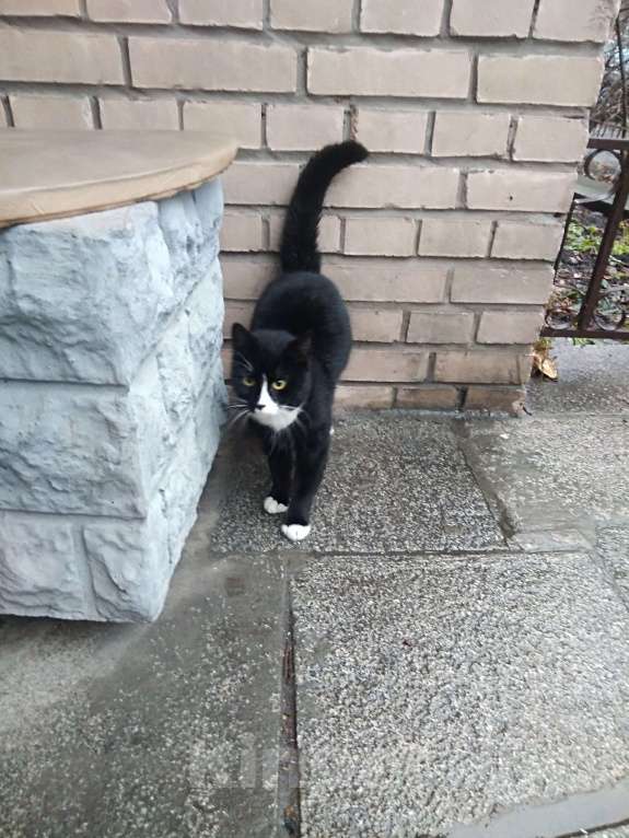 Кошки в Санкт-Петербурге: Очень нужна помощь-дом или передержка для кошечки Луны Девочка, Бесплатно - фото 3