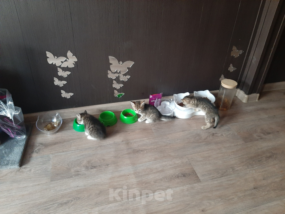Кошки в Карасук: Отдам 3 кошечки в добрые руки. Девочка, Бесплатно - фото 8
