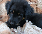Собаки в Медногорске: Уникальная девочка тувинка щенок тувинской овчарки. Девочка, 32 000 руб. - фото 3