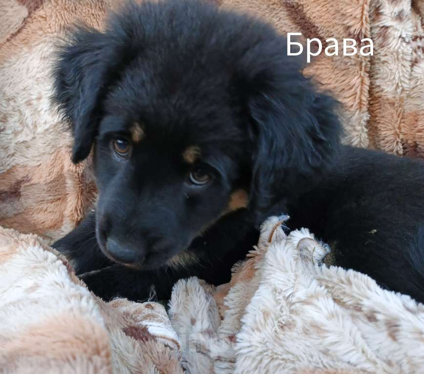 Собаки в Медногорске: Уникальная девочка тувинка щенок тувинской овчарки. Девочка, 12 000 руб. - фото 3