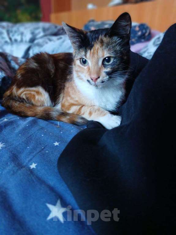 Кошки в Москве: Кошечка ищет дом  Девочка, Бесплатно - фото 2