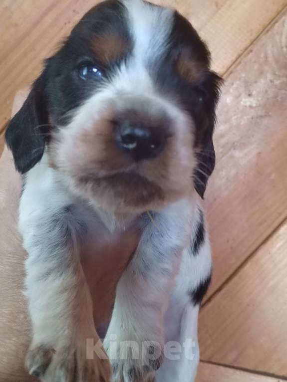 Собаки в Москве: Русский охотничий спаниель Девочка, 45 000 руб. - фото 3