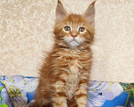 Кошки в Москве: Котёнок Мейн- Кун из питомника. Мальчик Мальчик, 70 000 руб. - фото 2