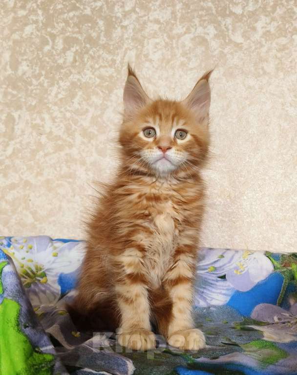 Кошки в Москве: Котёнок Мейн- Кун из питомника. Мальчик Мальчик, 70 000 руб. - фото 2