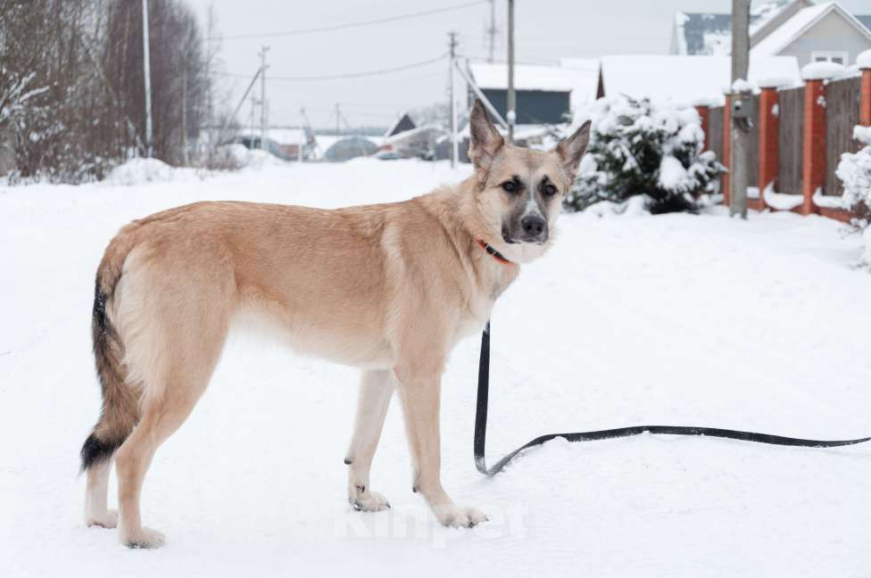 Собаки в Ногинске: Криста- небольшая собачка в поисках семьи Девочка, Бесплатно - фото 9
