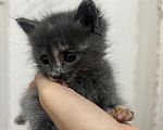 Кошки в Дербенте: Котенок в добрые руки Девочка, Бесплатно - фото 6