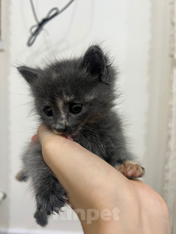 Кошки в Дербенте: Котенок в добрые руки Девочка, Бесплатно - фото 6