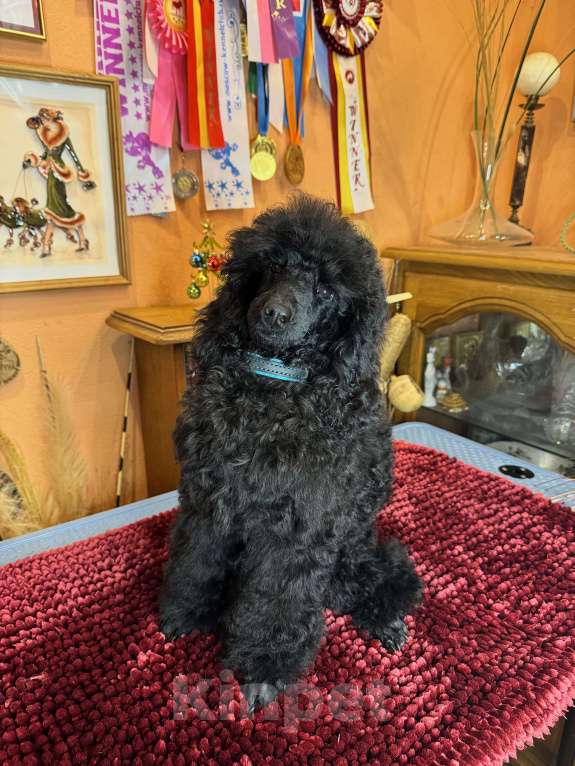 Собаки в Москве: Щенок среднего пуделя  Девочка, Бесплатно - фото 3