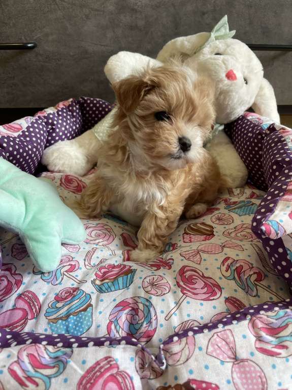 Собаки в Москве: Мальтипу micro Мия Девочка, 150 руб. - фото 2