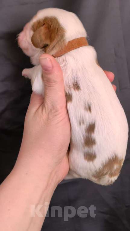 Собаки в Москве: Мальчик кавалер Кинг Чарльз Спаниель Мальчик, 90 000 руб. - фото 3