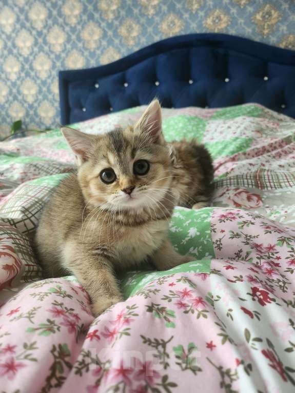 Кошки в Москве: Шотландские котята Девочка, 24 999 руб. - фото 5
