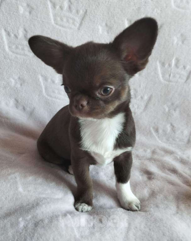 Собаки в Хабаровске: В поисках нового дома Мальчик, 50 000 руб. - фото 2