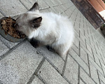 Кошки в Воронеже: Отдам котёнка Мальчик, Бесплатно - фото 4