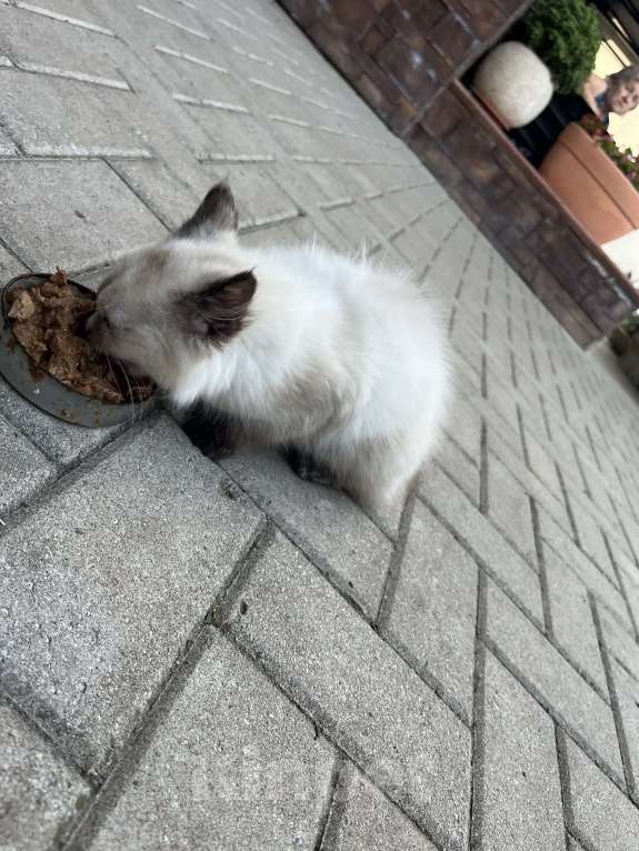 Кошки в Воронеже: Отдам котёнка Мальчик, Бесплатно - фото 4