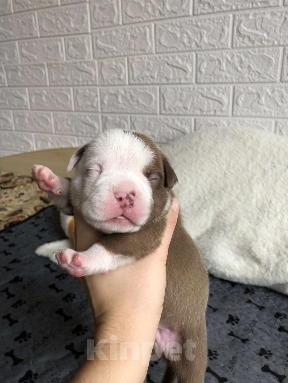 Собаки в Волгограде: Американский булли мальчик покет Мальчик, 90 000 руб. - фото 5